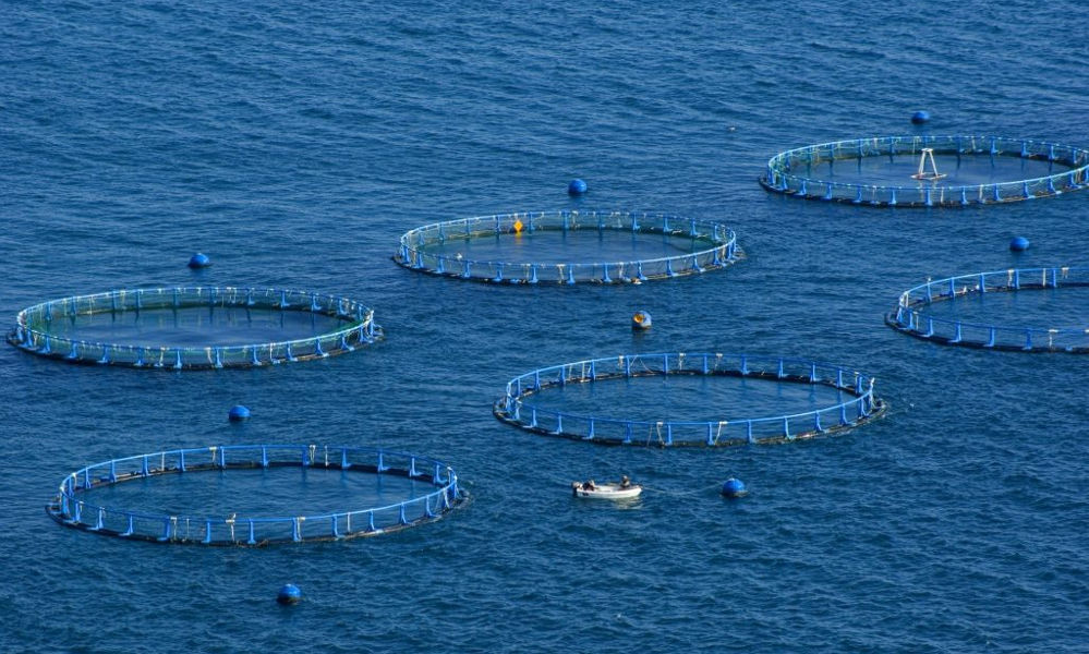 Los peces de acuicultura no acumulan contaminantes químicos